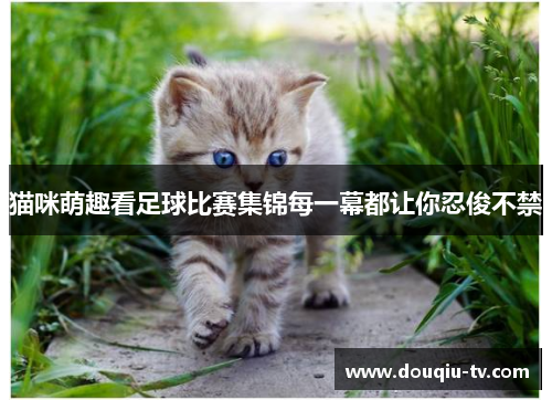 猫咪萌趣看足球比赛集锦每一幕都让你忍俊不禁